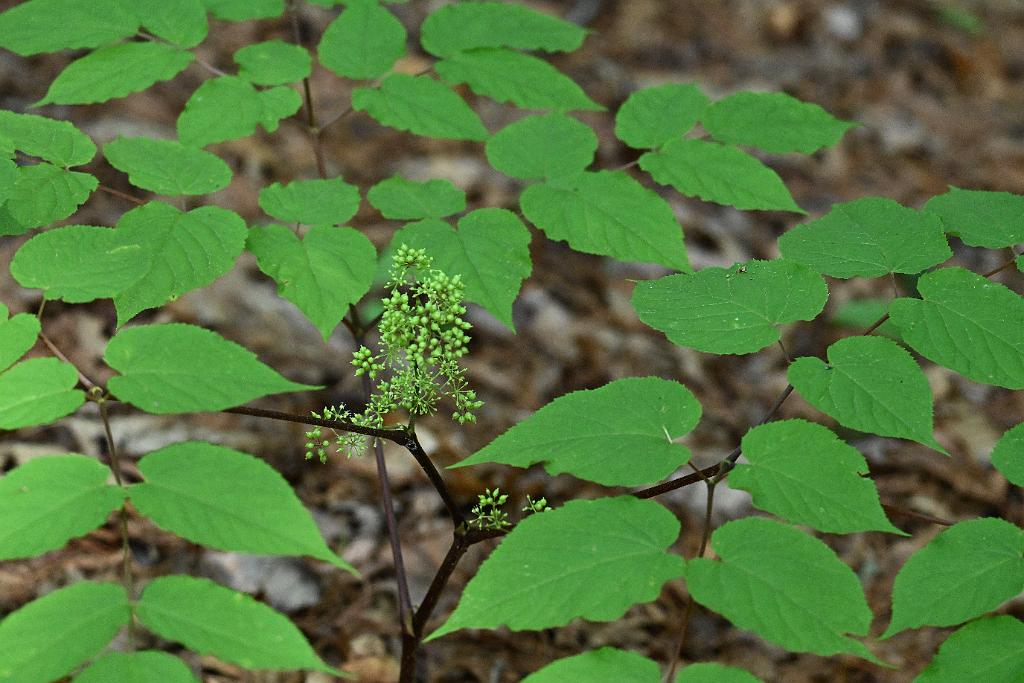 2025-08039897 Tower Hill Botanic Garden, MA.JPG - American Spikenard (Aralia racemosa). New England Botanic Garden at Tower Hill, MA, 8-3-2025